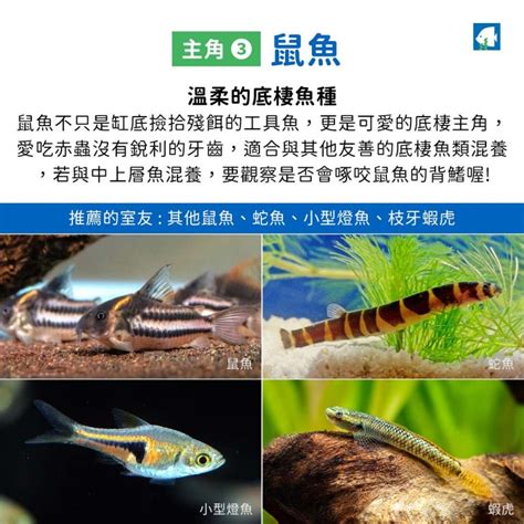 可以跟燈魚混養的魚